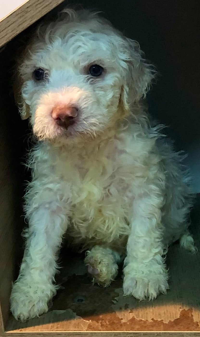 ARLO (CHIOT M ORANGE)