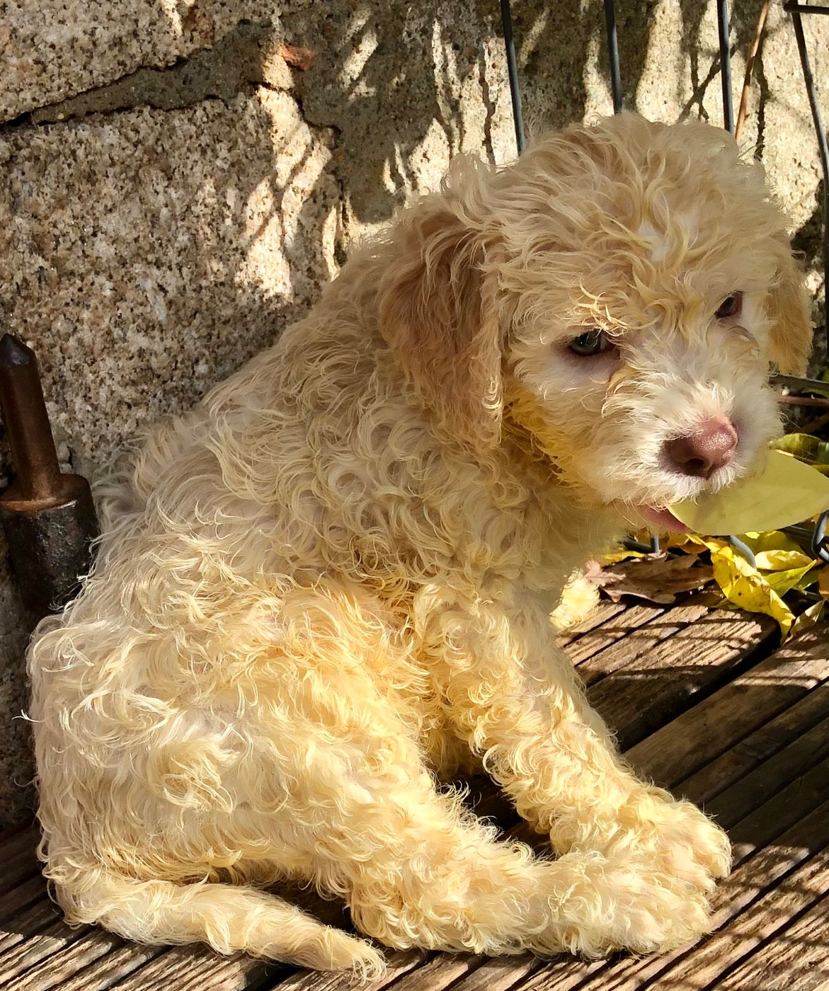 Lagotto Romagnolo - De La Schaafraniere