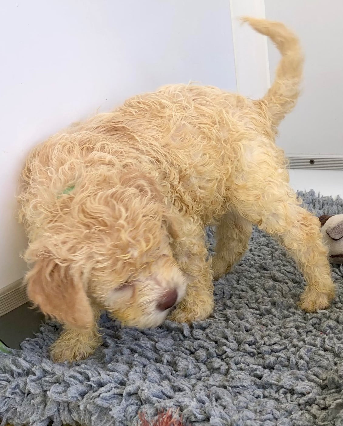 AYDEN (CHIOT M BLEU CLAIR)