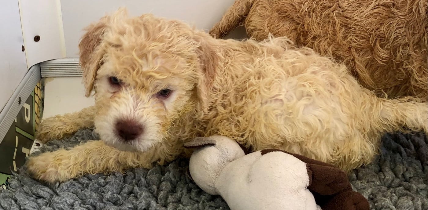 AYDEN (CHIOT M BLEU CLAIR)