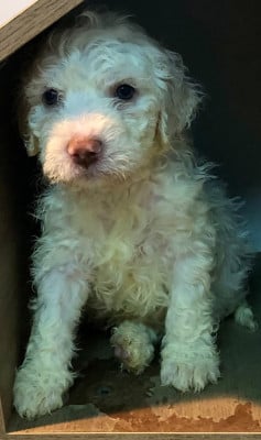 Les chiots de Lagotto Romagnolo