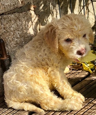 Les chiots de Lagotto Romagnolo