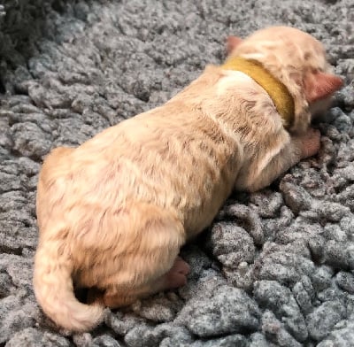 Les chiots de Lagotto Romagnolo