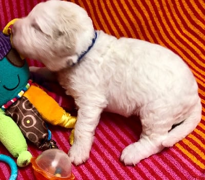 Les chiots de Lagotto Romagnolo