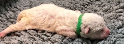 Les chiots de Lagotto Romagnolo