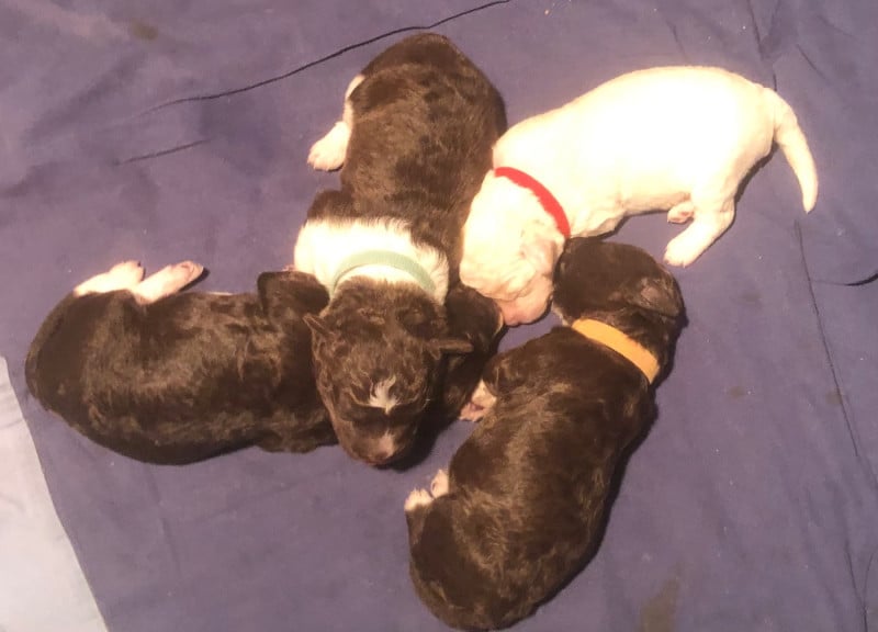 Lagotto Romagnolo - De La Schaafraniere