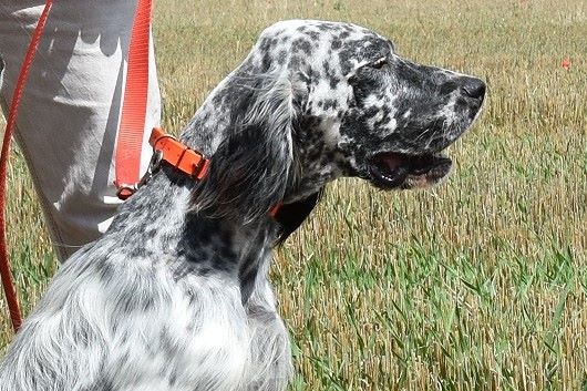 Publication : Des bois des guenins Auteur : C. CHAILLOU