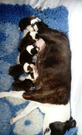 Boston Attitude - Boston Terrier - Portée née le 20/05/2018