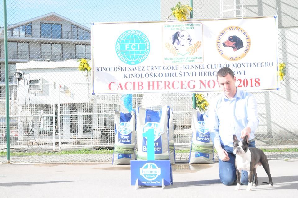 CH. Boston Attitude Maélo - 1er EXC CAC