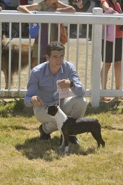 CH. Boston Attitude Maélo - Très Prometteur