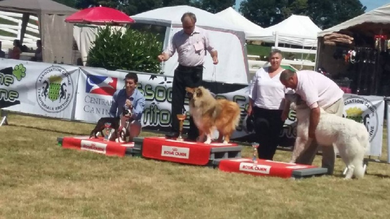 CH. Boston Attitude Maélo - 1er Très Prometteur- BOB Puppy - Réserve du Best-In-Show