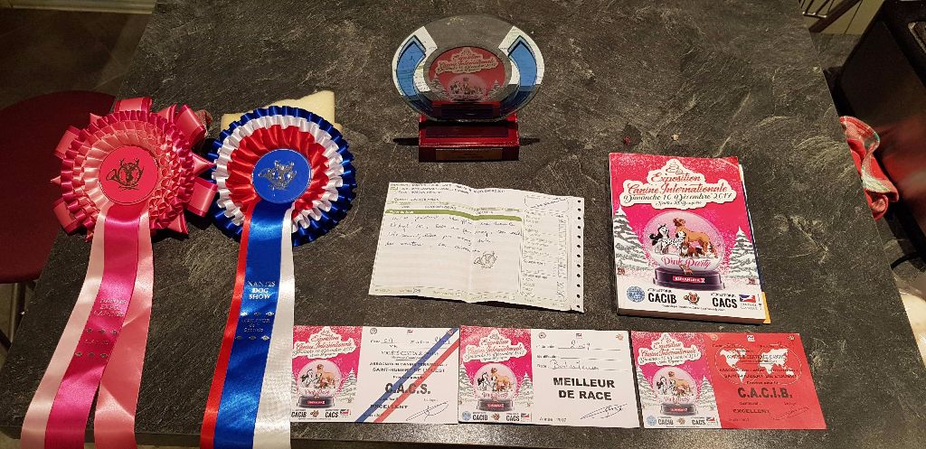 CH. Boston Attitude Maélo - 1er EXC CAC CACIB BOB - Honnor ring