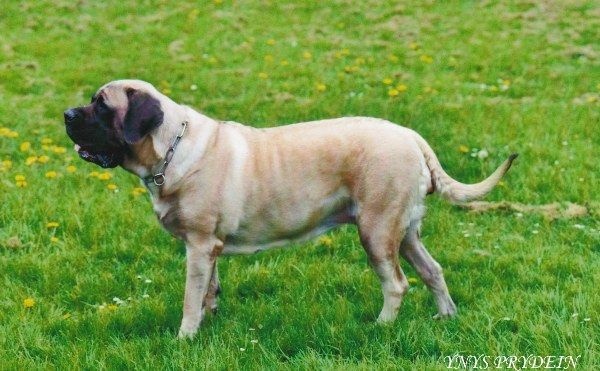 Publication : Of Ynys Prydein Auteur : M.DOLLEY