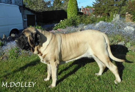 Faye de la grande Alzine