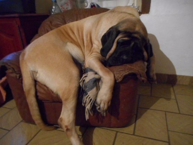 Faye de la grande Alzine