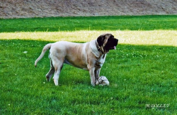 Faye de la grande Alzine