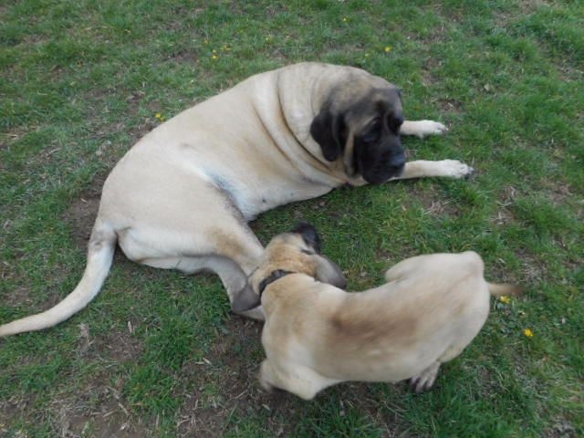 Faye de la grande Alzine