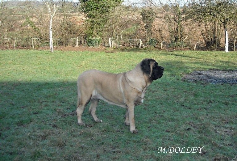 Faye de la grande Alzine