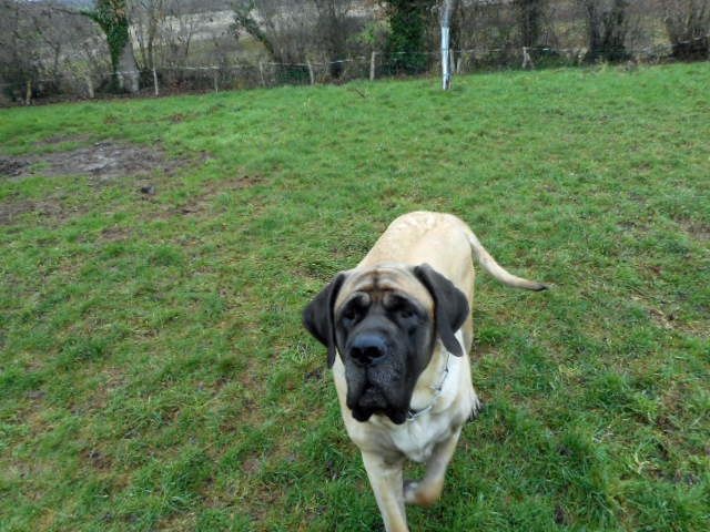 Publication : Of Ynys Prydein Auteur : M.DOLLEY