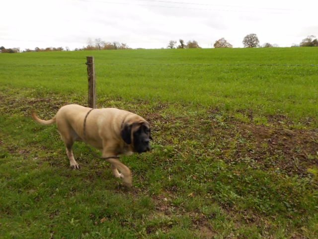 Faye de la grande Alzine