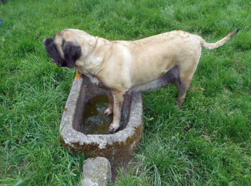 Publication : Of Ynys Prydein Auteur : M.DOLLEY