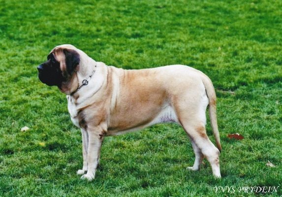 Faye de la grande Alzine