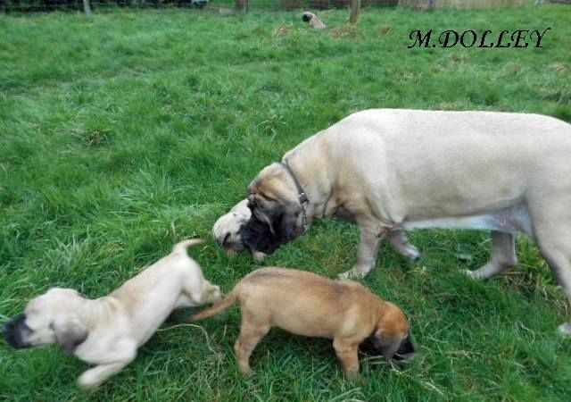 Faye de la grande Alzine