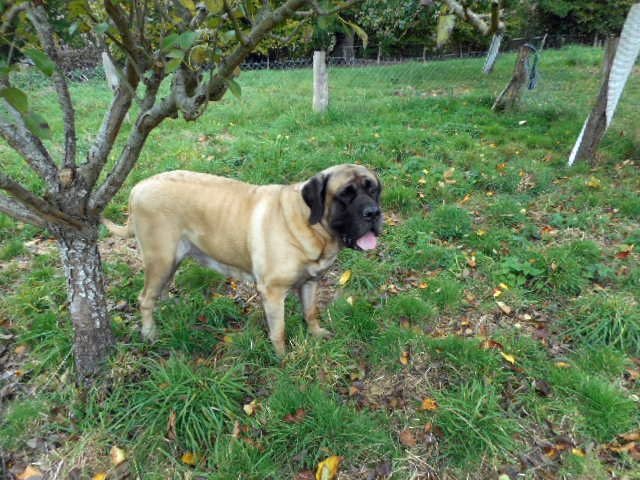 Publication : Of Ynys Prydein Auteur : M.DOLLEY