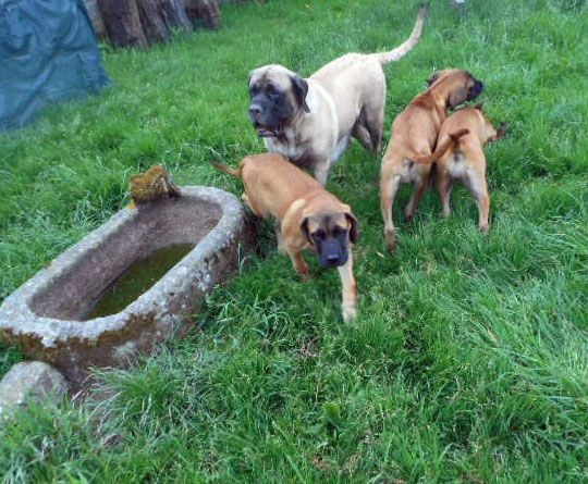 Publication : Of Ynys Prydein Auteur : M.DOLLEY