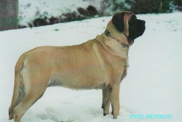 Faye de la grande Alzine