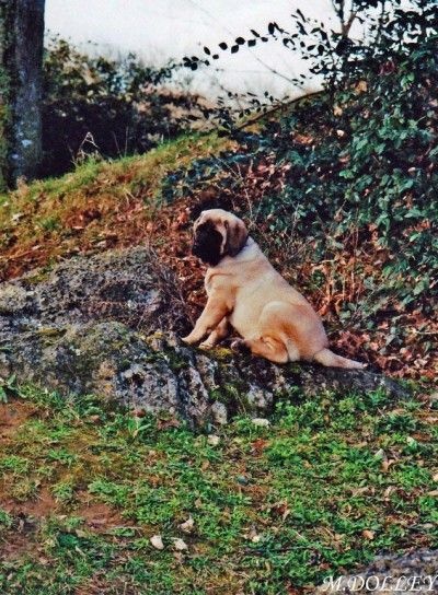 Faye de la grande Alzine