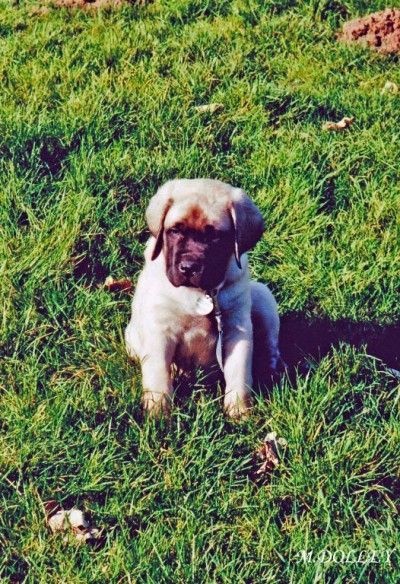 Publication : Of Ynys Prydein Auteur : M.DOLLEY