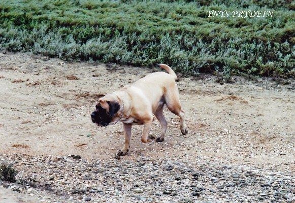 Publication : Of Ynys Prydein Auteur : M.DOLLEY