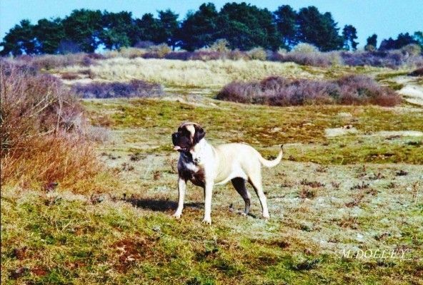 Publication : Of Ynys Prydein Auteur : M.DOLLEY