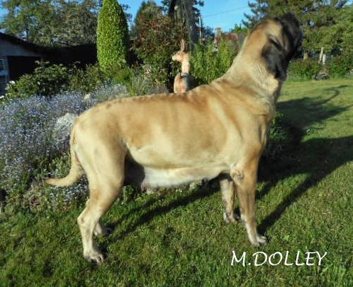 Publication : Of Ynys Prydein Auteur : M.DOLLEY