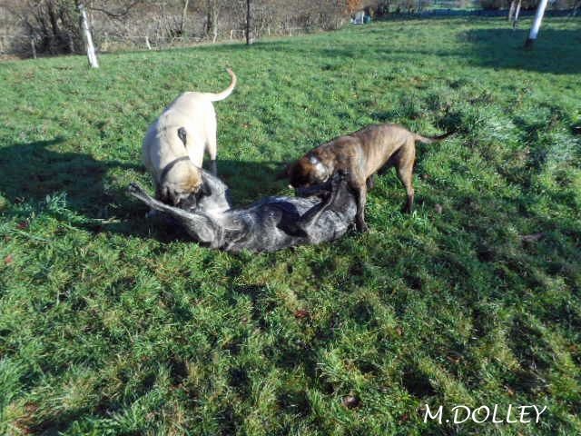 Faye de la grande Alzine