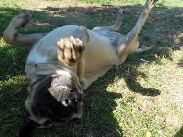 Faye de la grande Alzine