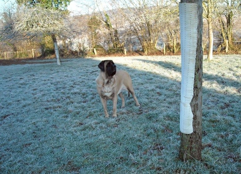 Faye de la grande Alzine