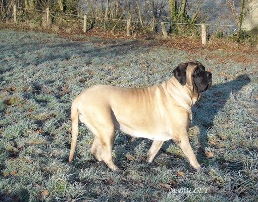 Faye de la grande Alzine