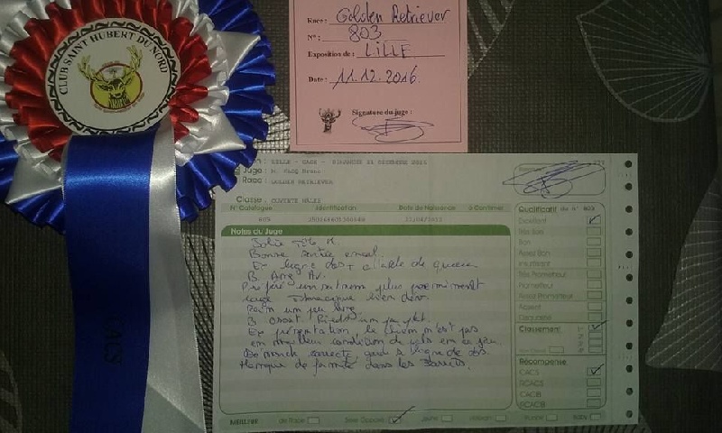 Hunter (Sans Affixe) - 1er Exellent CACS et meilleur sexe opposé