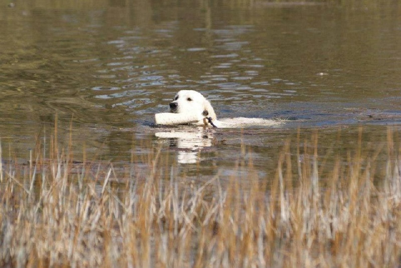 Hunter (Sans Affixe) - Obtention du Sélectif A
