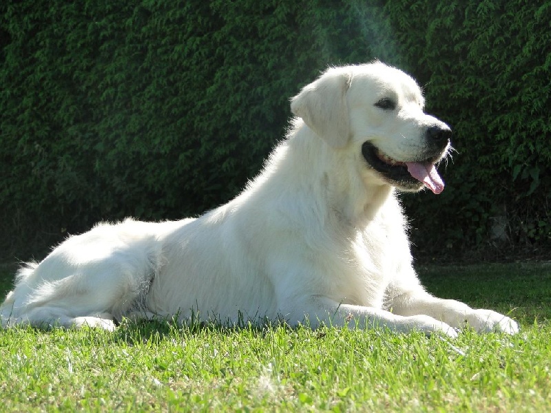 Hunter (Sans Affixe) - 3 eme Trés bon