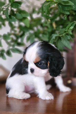 Les chiots de Cavalier King Charles Spaniel