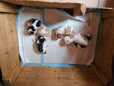 Les chiots de Cavalier King Charles Spaniel