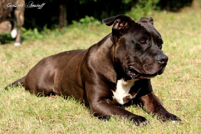 Bouba (Sans Affixe)