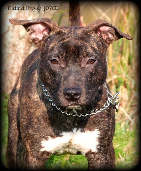 Distinct Origins Joyce