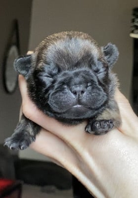 Les chiots de Bouledogue français