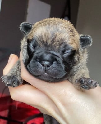 Les chiots de Bouledogue français