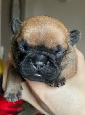 Les chiots de Bouledogue français