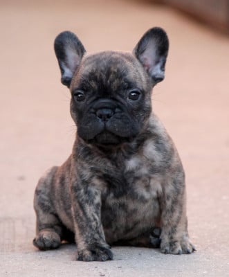 Les chiots de Bouledogue français